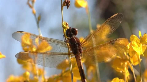 Eastern Amberwing Dragonfly resting on Bladderwort Flowers, SE USA Stock Footage 130201660