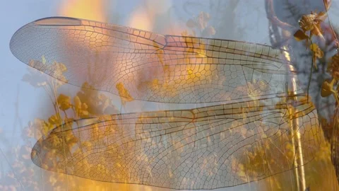 Eastern Amberwing Dragonfly resting on Bladderwort Flowers, SE USA Stock Footage 130202946