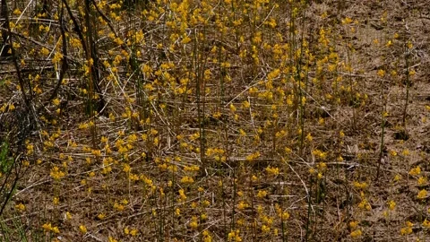 Eastern Amberwing Dragonfly resting on Bladderwort Flowers, SE USA Stock Footage 142233421