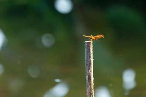 Eastern Amberwing on Stick Stock Photos