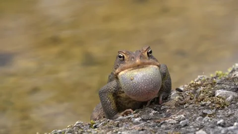Eastern American Toad Calls for Mate Stock Footage 275552767