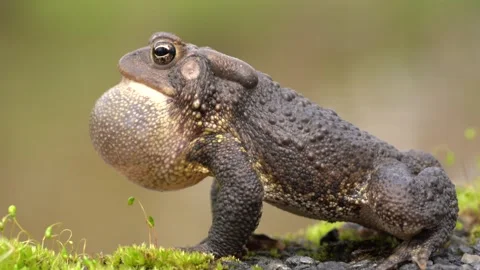 Eastern American Toad Calls for Mate Stock Footage 275552769