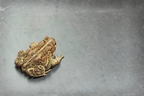 Eastern American Toad Stock Photos
