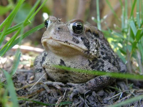 Eastern American Toad Fotos de archivo