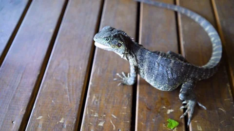 Eastern bearded dragon in Australia, selective focus Vídeo Stock 102891485