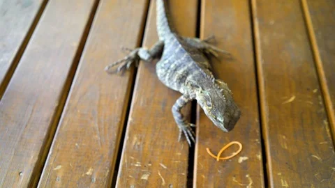 Eastern bearded dragon in Australia, selective focus Video stock 104245611