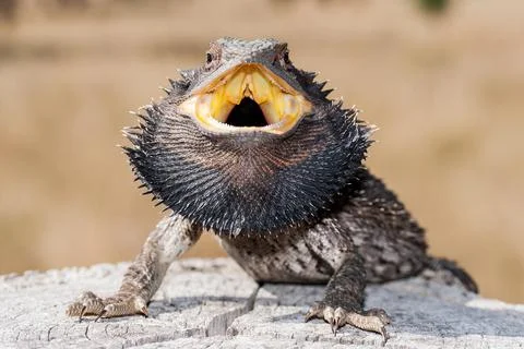 Eastern Bearded Dragon Stock Photos