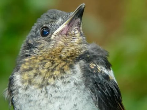 The eastern bird Stock Photos
