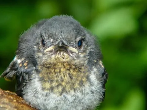The eastern bird Stock Photos