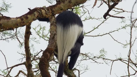 Eastern black and white colobus monkey, Colobus guereza, moving through Stock Footage 327691399