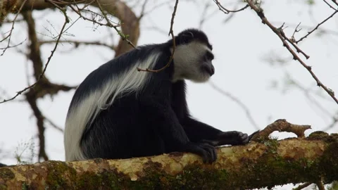 Eastern black and white colobus monkey - Colobus guereza - resting on a mossy Stock Footage 327691427