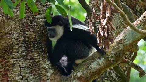 An Eastern black-and-white colobus (Colobus guereza) perched on a tree branch Stock Footage 331953680