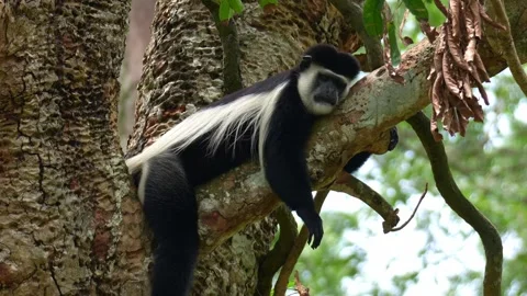 An Eastern black-and-white colobus (Colobus guereza) lounging on the tree Stock Footage 331953774