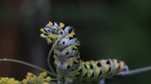 Eastern black swallowtail caterpillar Stock Footage 28837650
