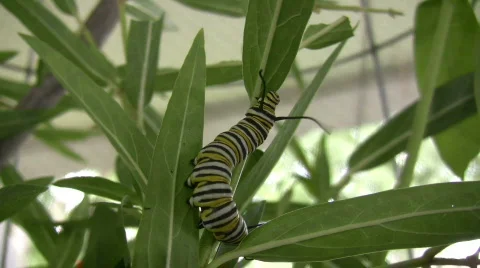Eastern Black Swallowtail climbing leaf 스톡 동영상 555514