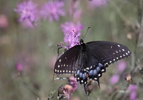 Eastern black swallowtail with copyspace Stock Photos