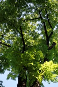 Eastern black walnut Stock Photos