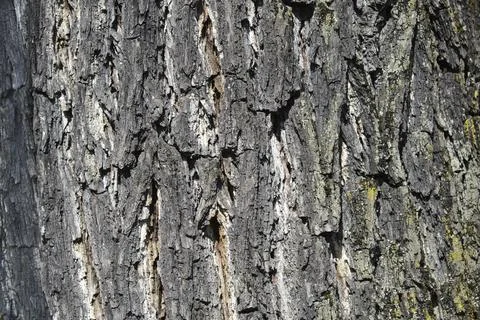 Eastern black walnut Stock Photos