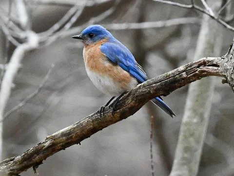 Eastern Blue Bird Stock Photos