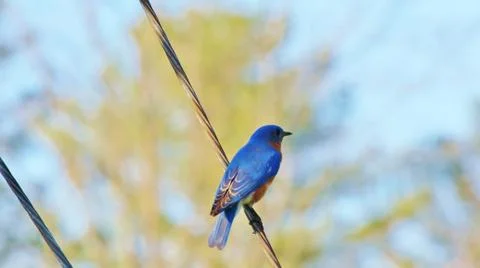 Eastern blue bird on wire Stock Photos