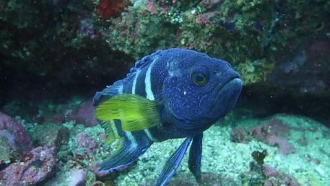 Eastern Blue Devil fish Paraplesiops bleekeri Stock Footage 229702914