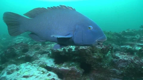 Eastern Blue Groper Video stock 79297630