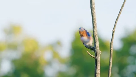 Eastern bluebird eats and preens on tree branch 動画素材 260153611