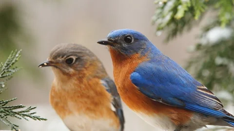 Eastern Bluebird Stock Footage 47253129