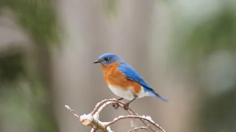 Eastern Bluebird Stock Footage 47253233