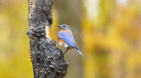 Eastern Bluebird Video stock 57157655