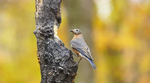 Eastern Bluebird Stock Footage 57161128