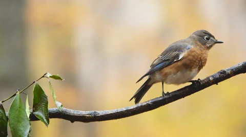 Eastern Bluebird Vidéo 57219137