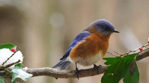 Eastern Bluebird Видео 59542049