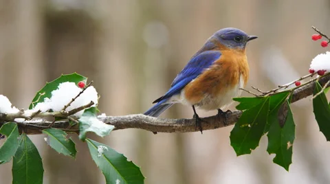 Eastern Bluebird Stock Footage 59543513