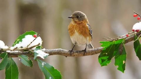 Eastern Bluebird Stock-Footage 59544029