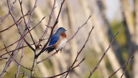 Eastern Bluebird Stock Footage 170204845