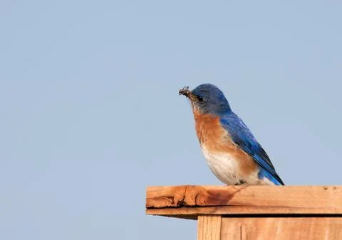 Eastern bluebird with insect Stock Photos