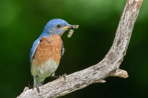 Eastern Bluebird with Insect Stock Photos