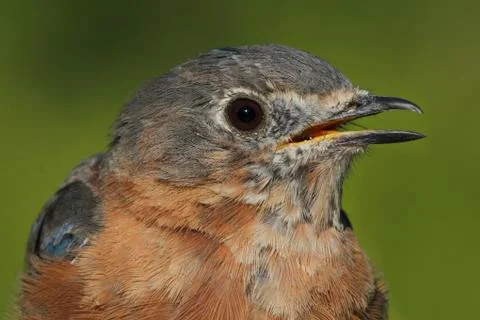 Eastern bluebird macro Stock Photos