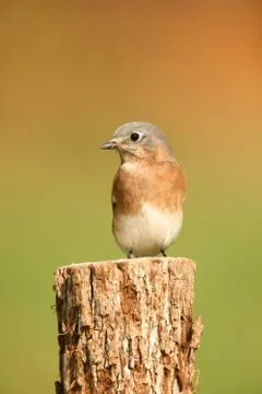 Eastern bluebird with negative space Stock Photos