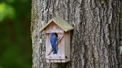 Eastern Bluebird at nest box Stock Photos