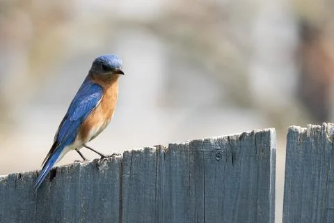 Eastern Bluebird Perched Stock Photos