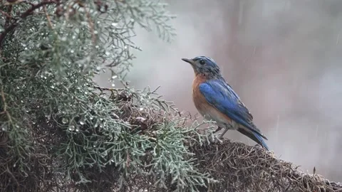 Eastern bluebird perched on pine branch in soft morning rain Vídeo Stock 334664414