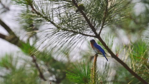 Eastern Bluebird perched on top of a Pine tree Video stock 249090240