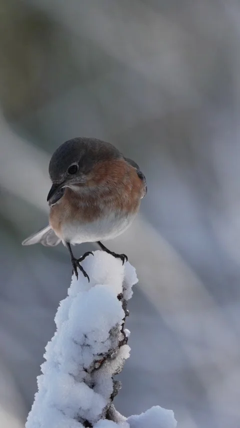 An Eastern Bluebird perched on top of a snow-covered stick Vídeo Stock 334664368