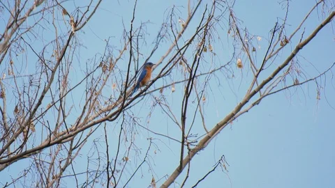 Eastern Bluebird perched in tree Stock Footage 106100993