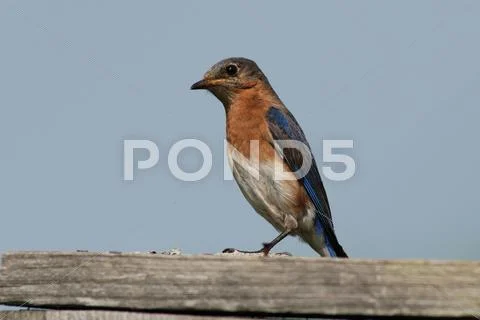 Eastern bluebird Stock Photos