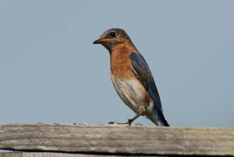 Eastern bluebird Stock Photos