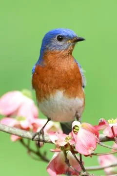 Eastern bluebird Stock Photos