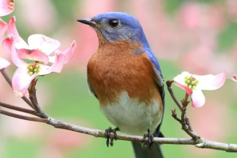 Eastern bluebird Stock Photos